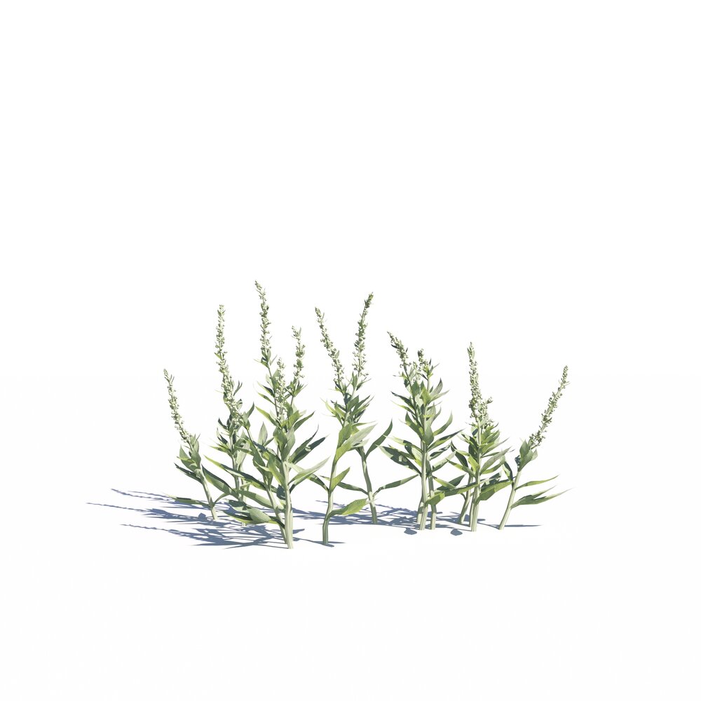 Artemisia Ludoviciana 3D 모델 