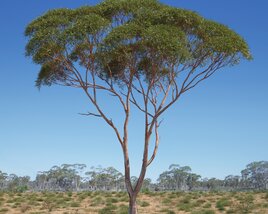 Eucalyptus Tree 05 3Dモデル