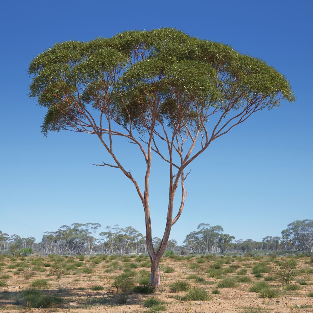 Eucalyptus Tree 05 3D-Modell