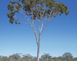 Eucalyptus Tree 06 3Dモデル
