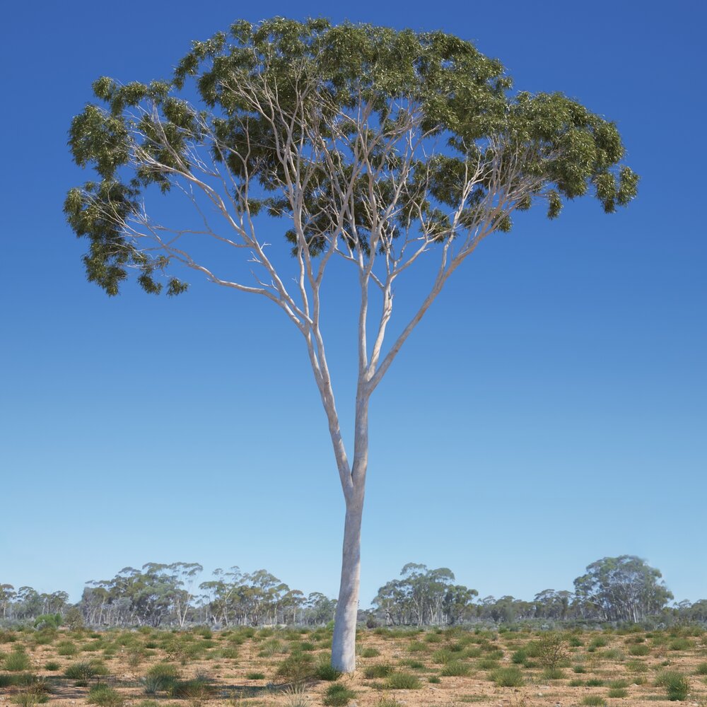 Eucalyptus Tree 06 Modello 3D