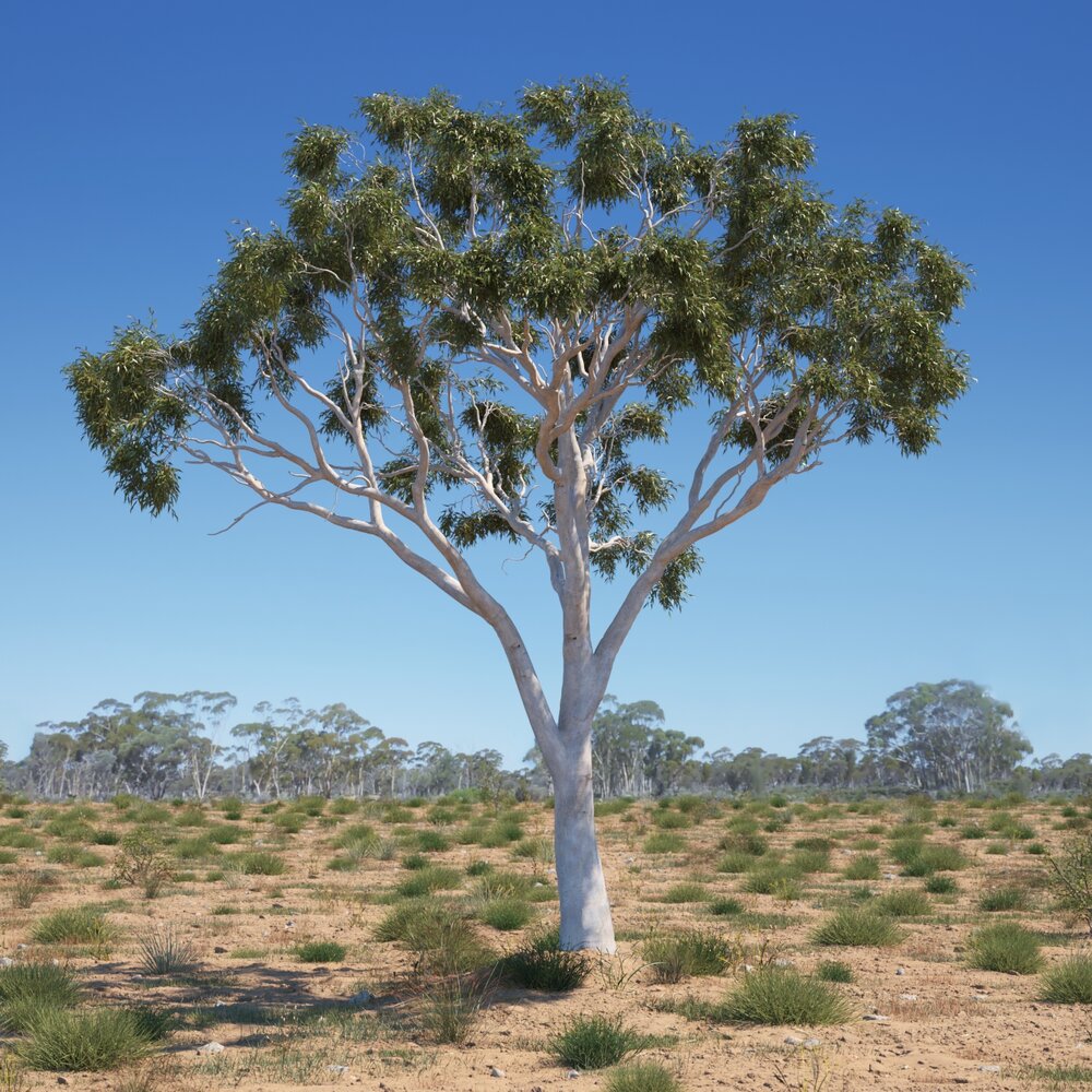 Eucalyptus Tree 07 3D-Modell