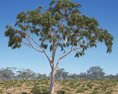 Eucalyptus Tree 08 Modèle 3d