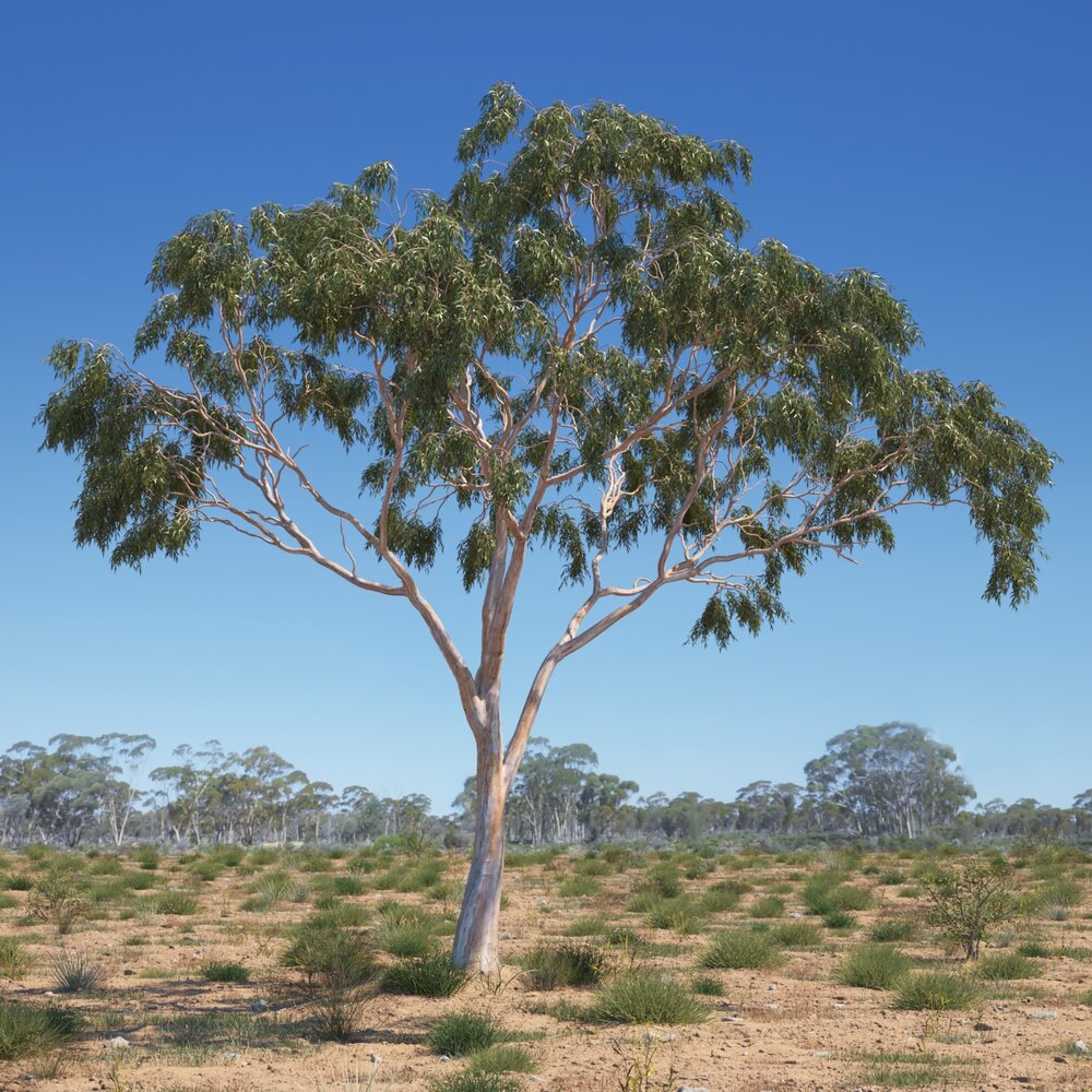 Eucalyptus Tree 08 3D модель