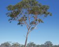 Eucalyptus Tree 09 Modèle 3d