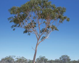 Eucalyptus Tree 09 3D 모델 