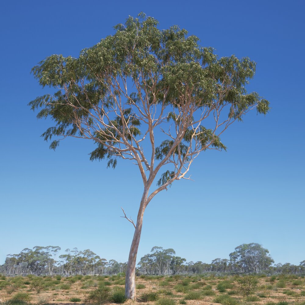 Eucalyptus Tree 09 3D模型