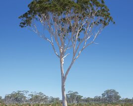 Eucalyptus Tree 10 Modelo 3D