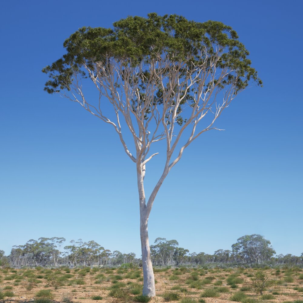 Eucalyptus Tree 10 Modello 3D