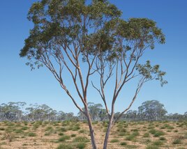 Eucalyptus Tree 11 3D-Modell