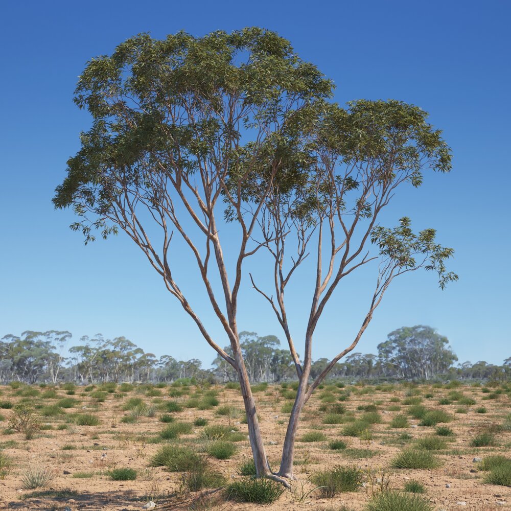 Eucalyptus Tree 11 3D model