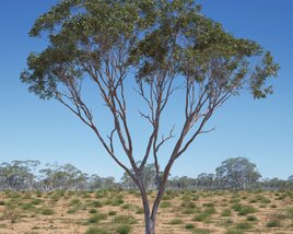 Eucalyptus Tree 12 Modelo 3D