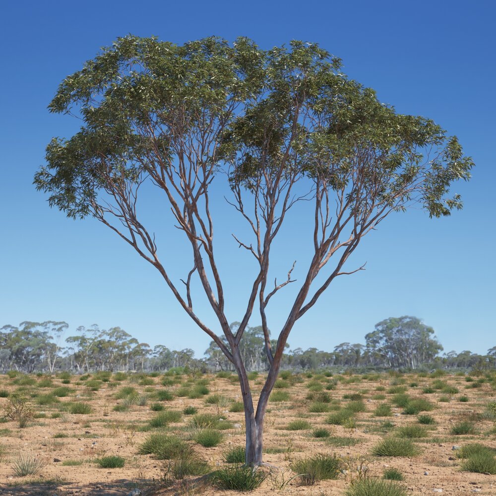Eucalyptus Tree 12 3D-Modell
