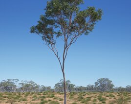Eucalyptus Tree 13 3D 모델 