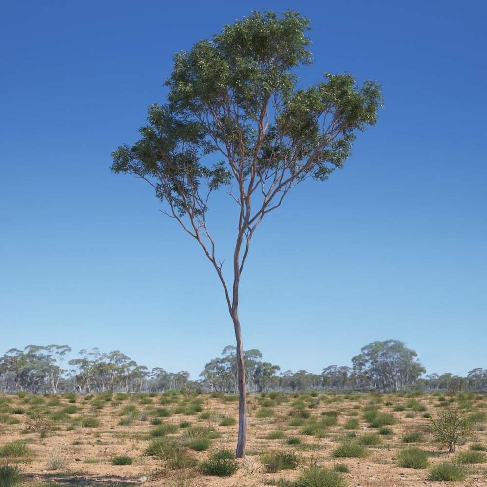 Eucalyptus Tree 13 Modelo 3d