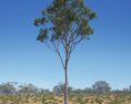 Eucalyptus Tree 14 3d model