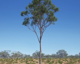 Eucalyptus Tree 14 3D-Modell