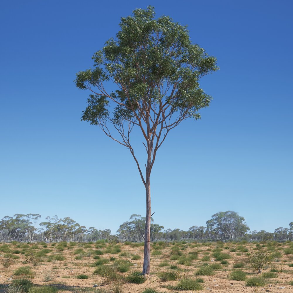 Eucalyptus Tree 14 Modello 3D