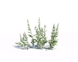 Artemisia Ludoviciana 02 Modelo 3d