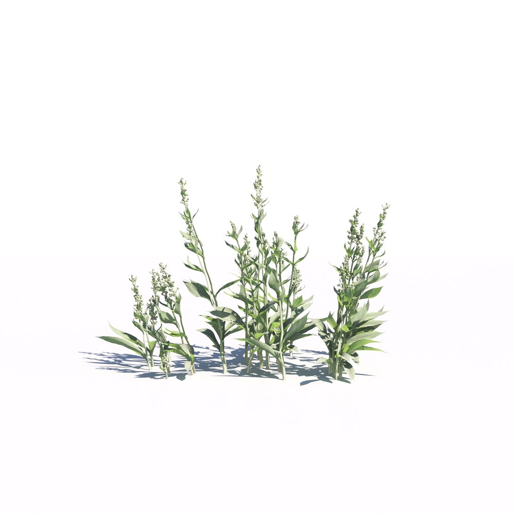 Artemisia Ludoviciana 02 3D 모델 