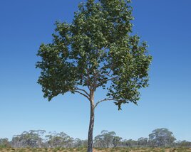 Platanus Acerifolia Tree 3D 모델 