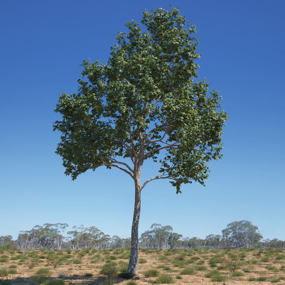 Platanus Acerifolia Tree 3d model