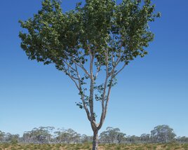 Platanus Acerifolia Tree 02 Modelo 3d