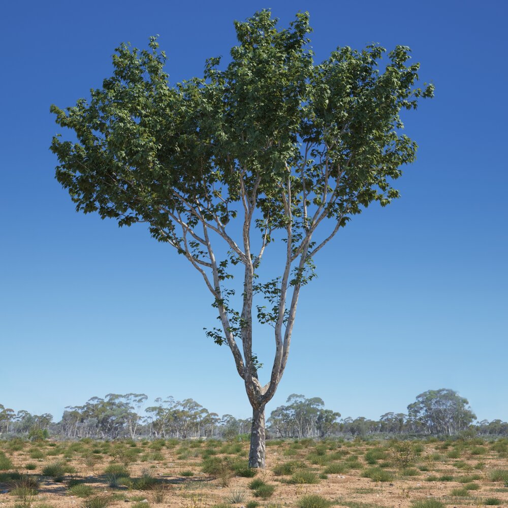 Platanus Acerifolia Tree 02 3D模型