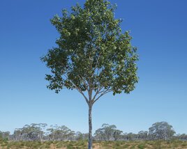 Platanus Acerifolia Tree 03 3D模型