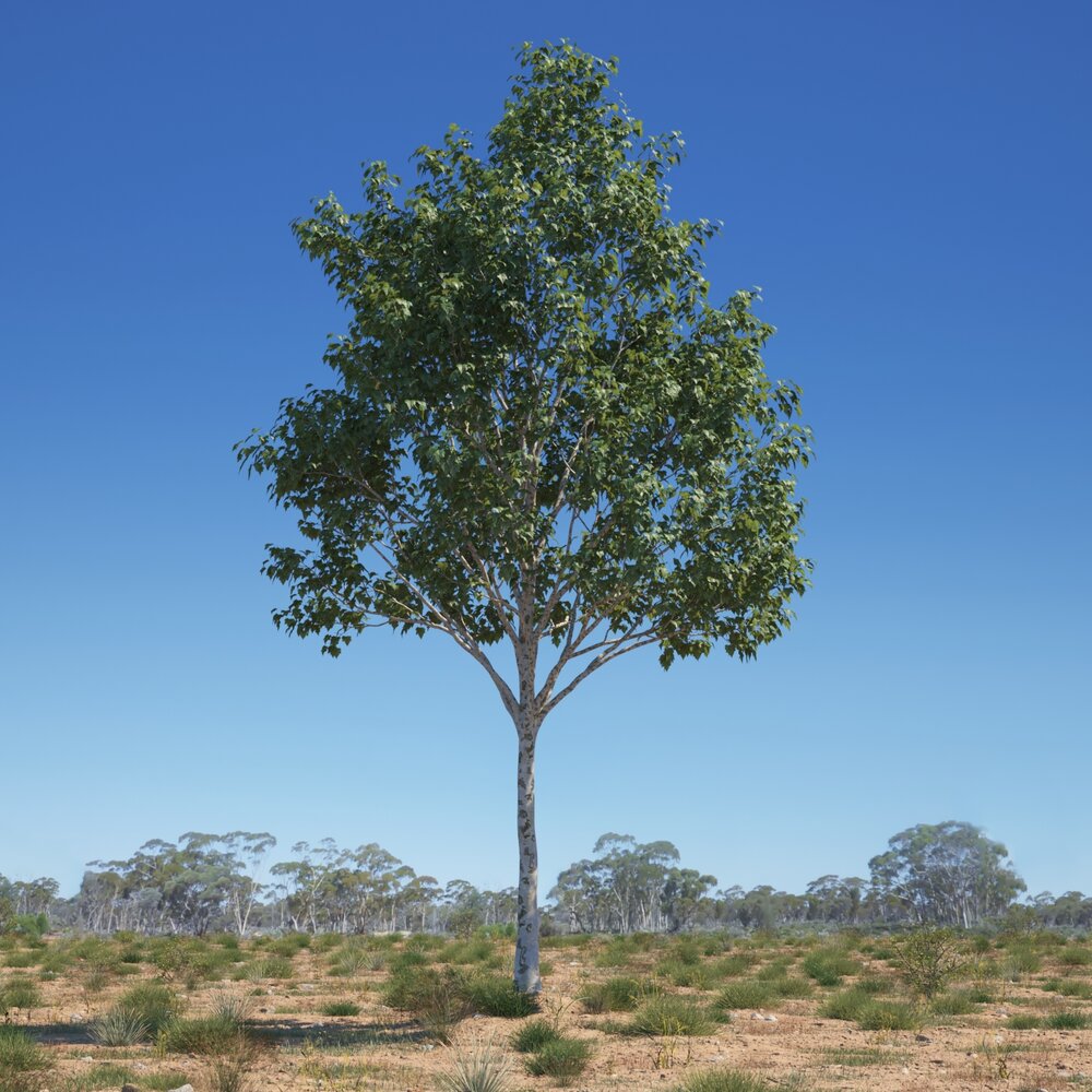 Platanus Acerifolia Tree 03 3D модель