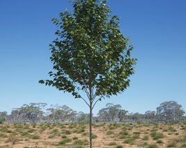 Platanus Acerifolia Tree 04 Modelo 3D