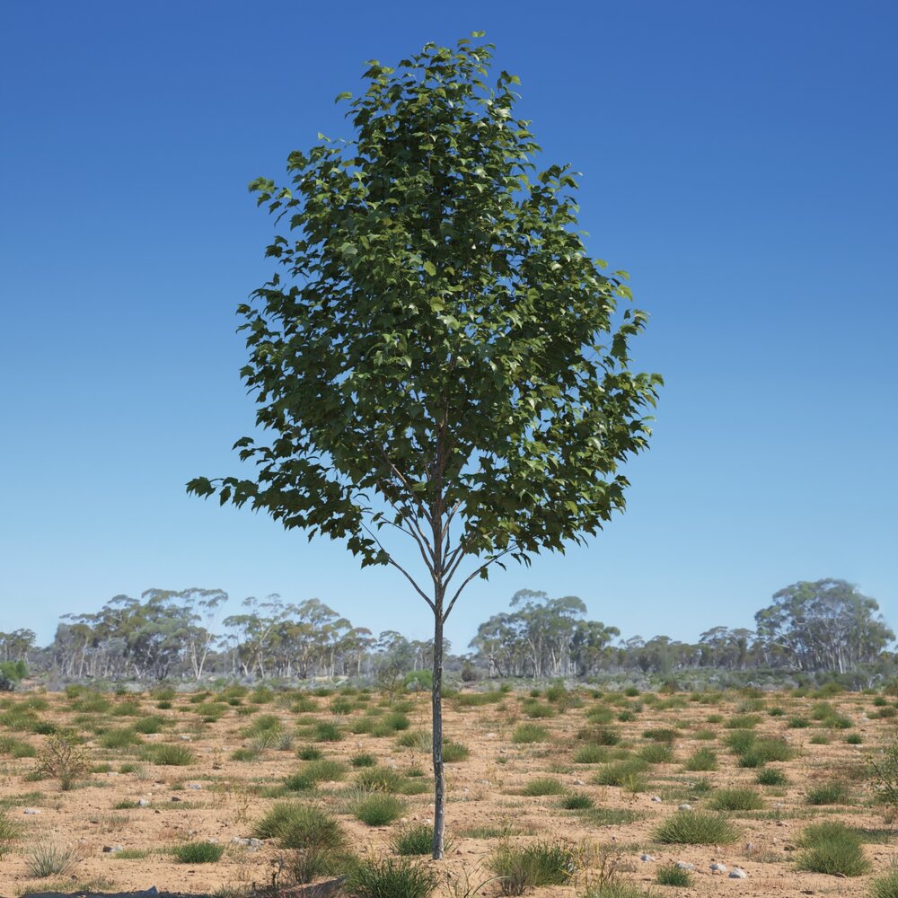 Platanus Acerifolia Tree 04 3D модель
