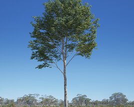 Platanus Acerifolia Tree 05 3D模型