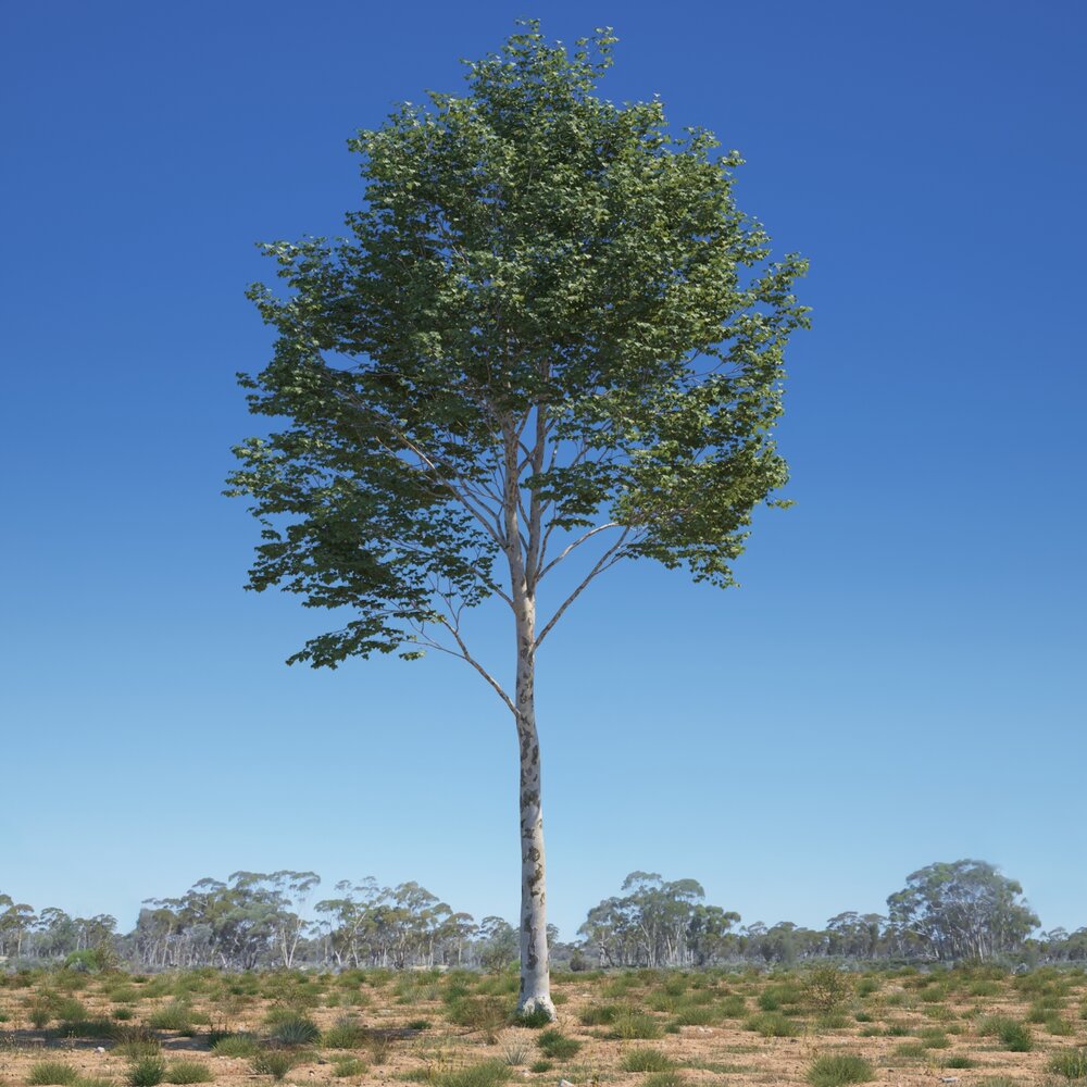 Platanus Acerifolia Tree 05 3D model