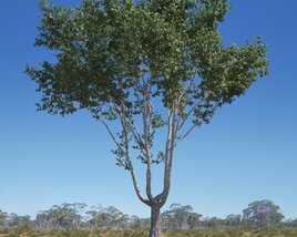 Platanus Acerifolia Tree 06 3D model