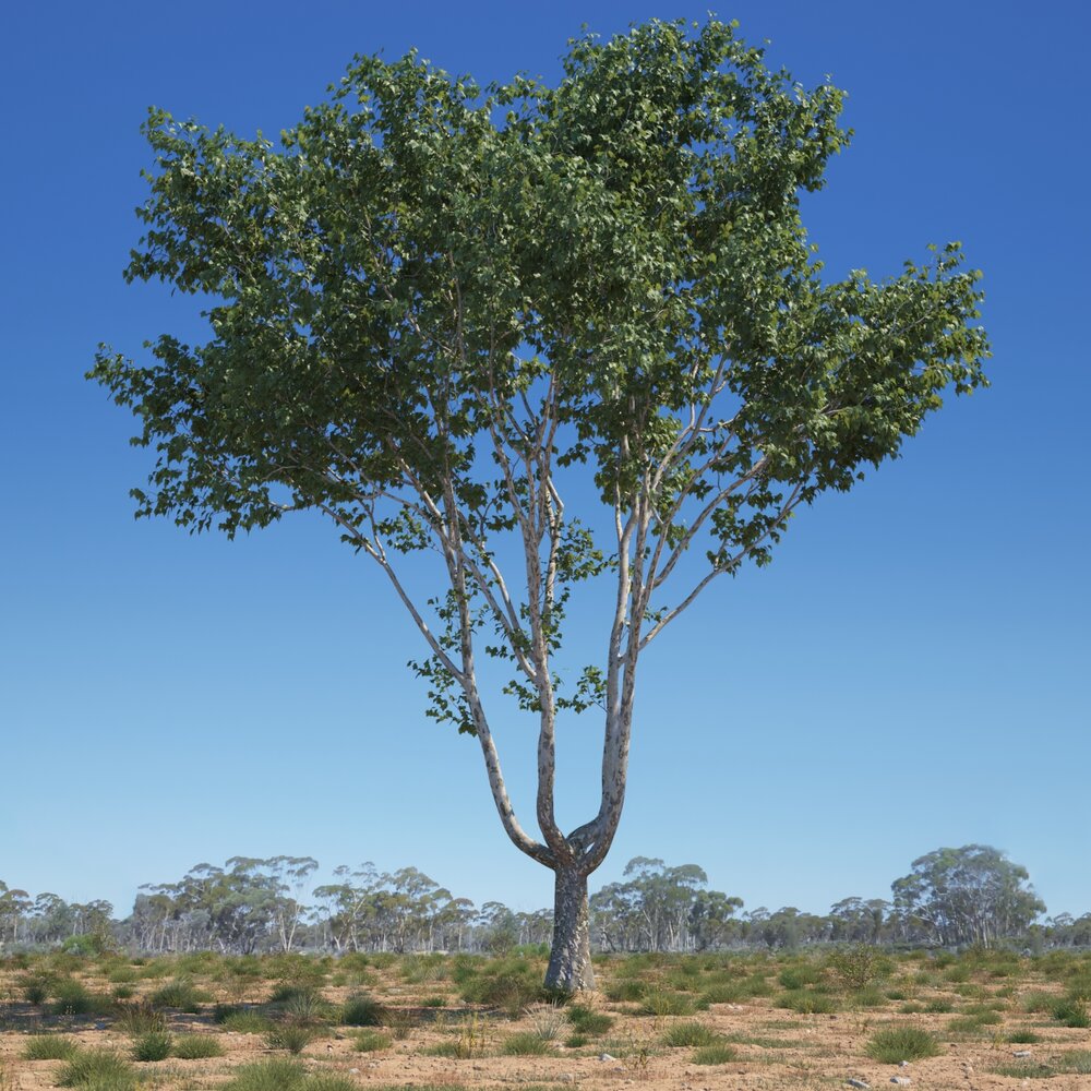 Platanus Acerifolia Tree 06 3D модель