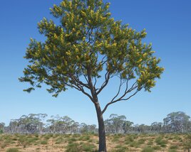 Acacia Pycnantha 3D model