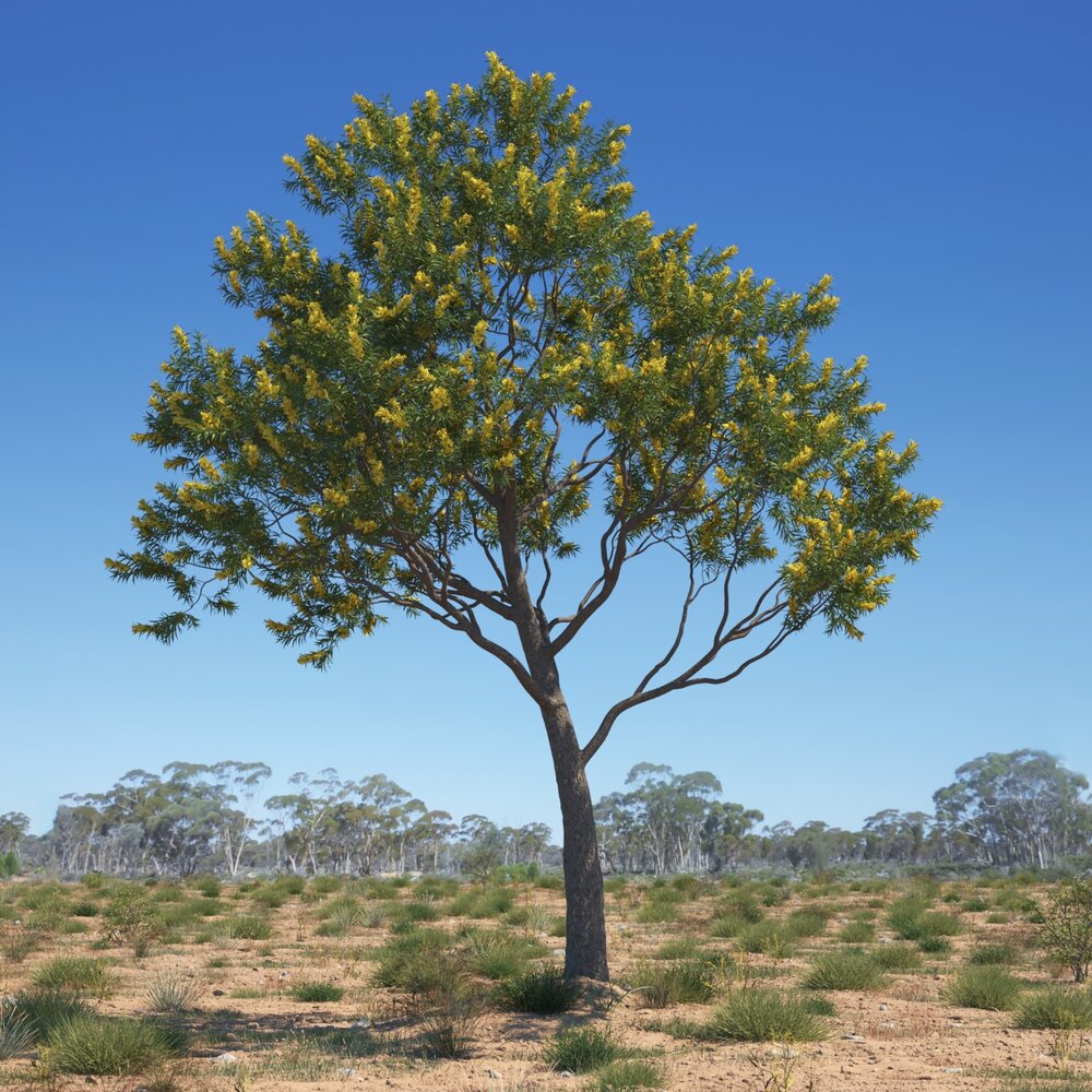 Acacia Pycnantha 3Dモデル