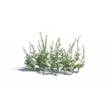 Artemisia Ludoviciana 03 3Dモデル