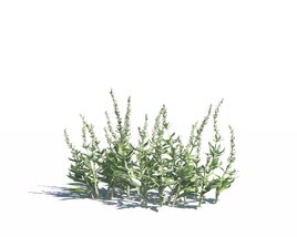 Artemisia Ludoviciana 03 3D 모델 