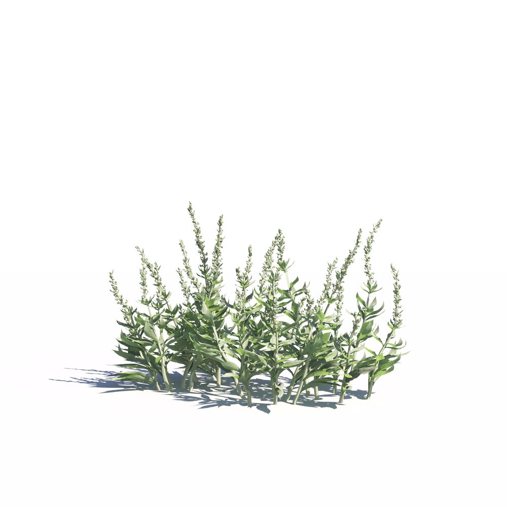 Artemisia Ludoviciana 03 3D 모델 