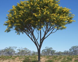 Acacia Pycnantha 02 Modello 3D