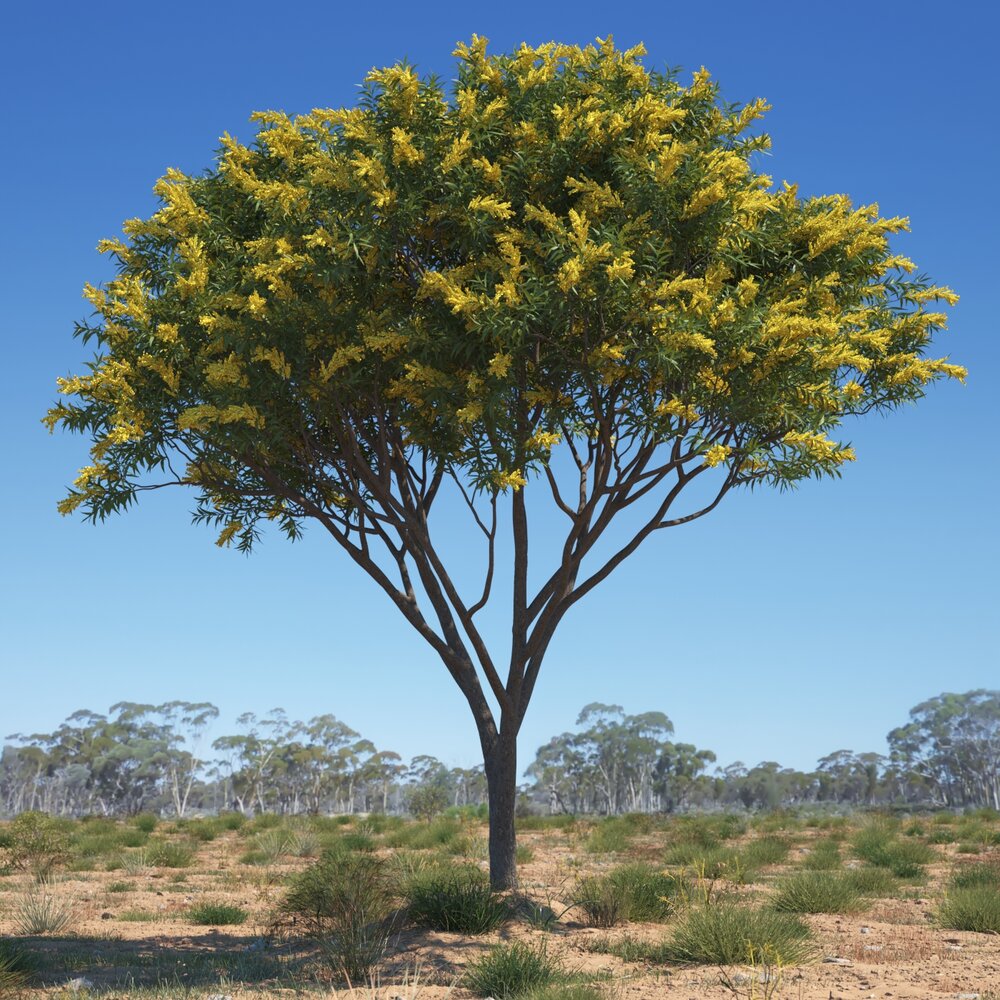 Acacia Pycnantha 02 3D модель