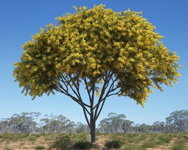 Acacia Pycnantha 03 3D модель