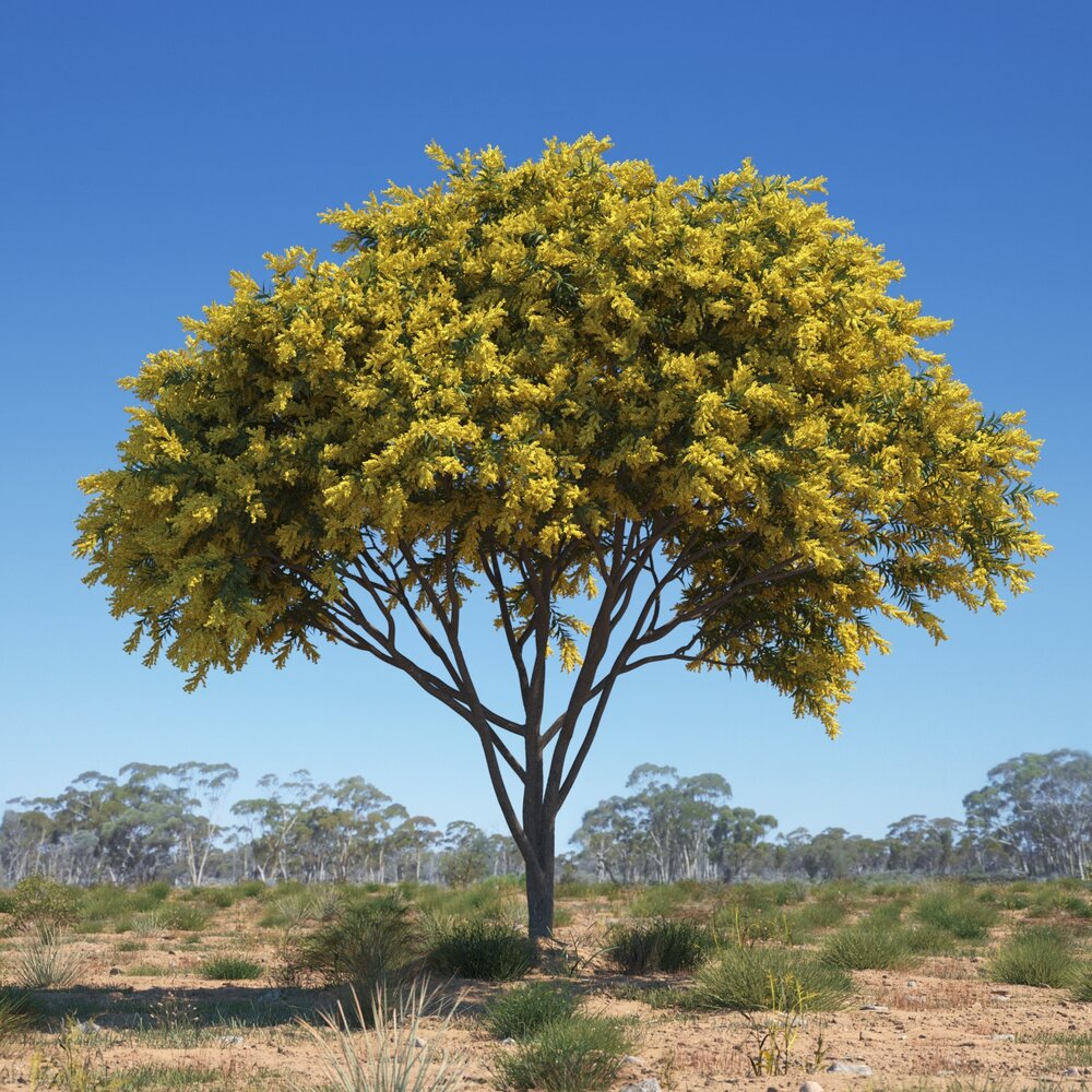 Acacia Pycnantha 03 3D 모델 