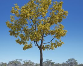 Acacia Pycnantha 04 3D model