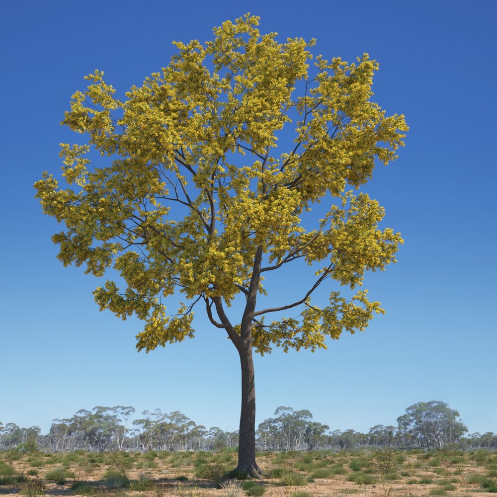 Acacia Pycnantha 04 Modèle 3d