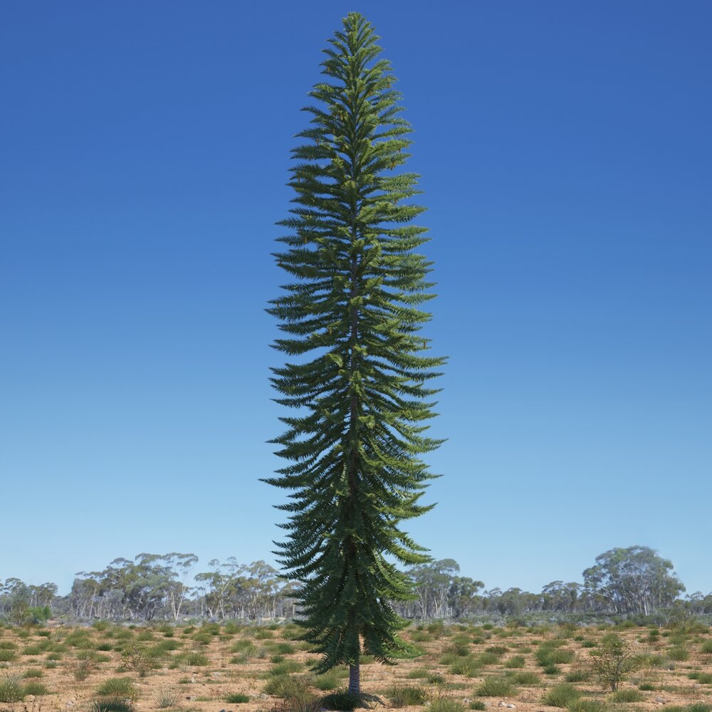 Wollemia Nobilis 3D-Modell