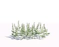 Artemisia Ludoviciana 04 3D-Modell