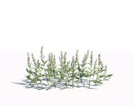 Artemisia Ludoviciana 04 Modelo 3D